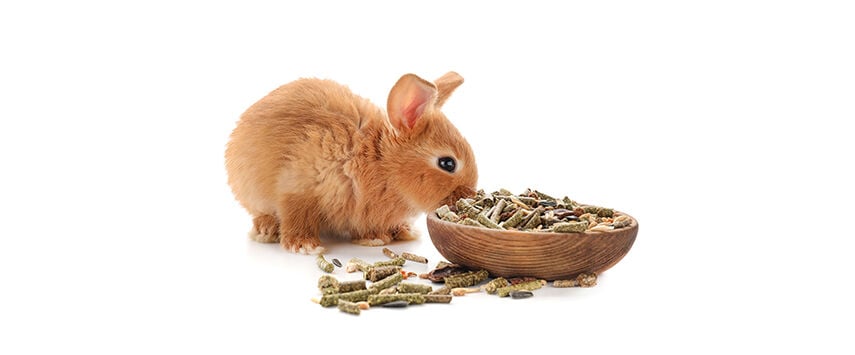 Small Animal Diets